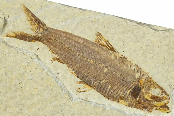 Detailed Fossil Fish (Knightia) - Wyoming #330821